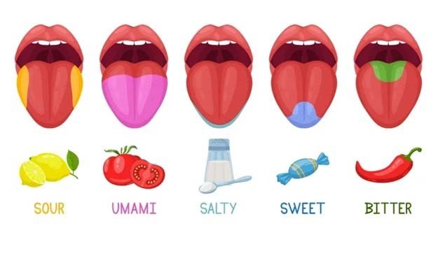 Умами — это пятый вкус-04