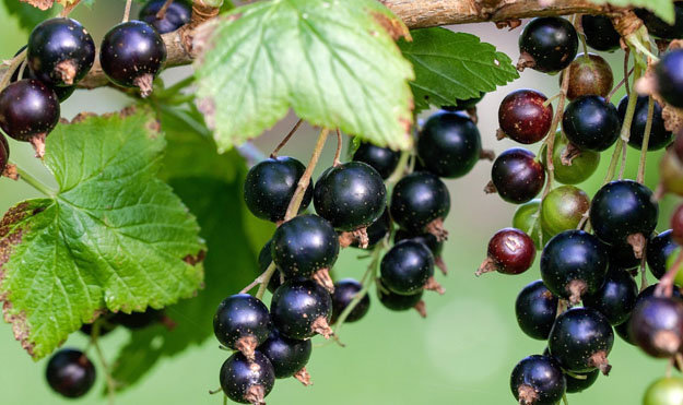 Черная смородина-02