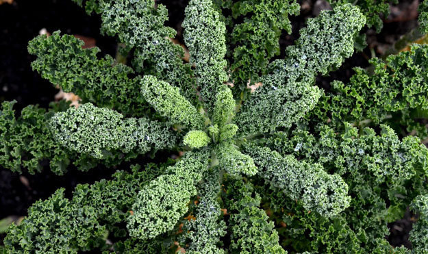 Разновидности листовой капусты