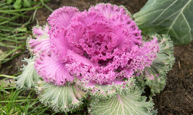 Полезные овощи. Декоративная капуста