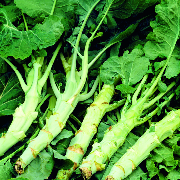 Полезные овощи. Капуста с с утолщенным стеблем