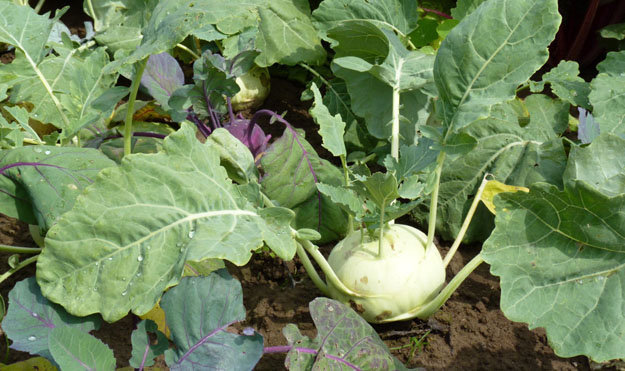 Полезные овощи. Кольраби-01