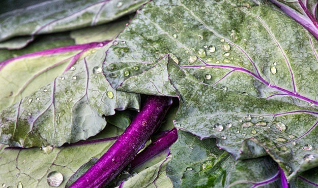 Полезные овощи. Кольраби-02