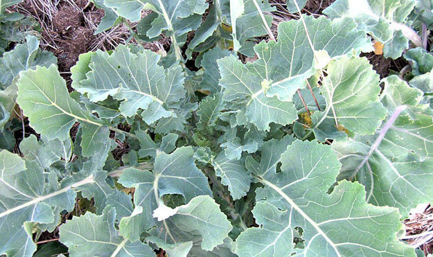 Полезные овощи. Многолетняя капуста