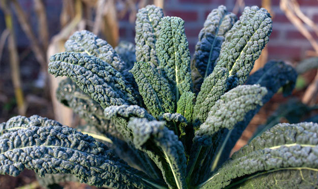 Полезные овощи. Пальмовая капуста