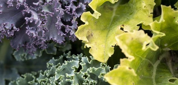 Полезные овощи и фрукты — фавориты 2026 года