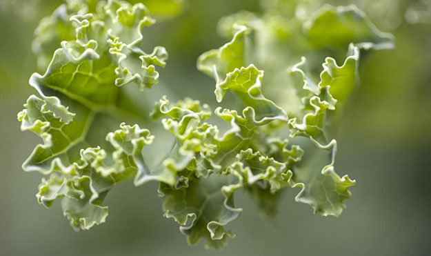 Полезные овощи и фрукты