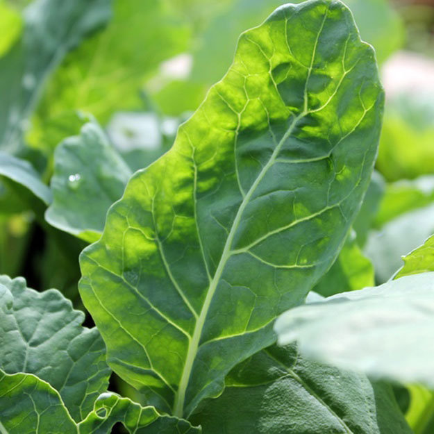 Полезный овощ Листовая капуста
