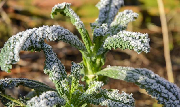 Здоровье и капуста