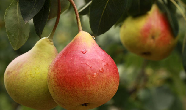  фрукты 2026 года 